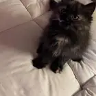 قطوة للتبني