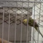 3 ازواج بادجي