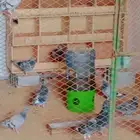 10 اجواز زاجل سباق