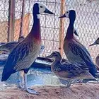 نوادر البط جوز وايت فيس الصفاري