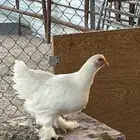 براهما ابيض صافي