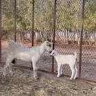 غنمه وتحتها جفره ( تم البيع )