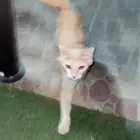 قطه تبني ما ابي ولا ريال