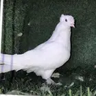 السلام عليكم ورحمة الله وبركاته ذكر طبه دبل كرست