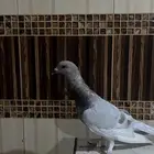 حمام للبيع