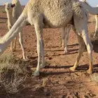 حاشي لباني