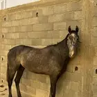حصان تعليم