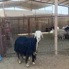 شاه نجديه