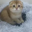 قطة سكوتش تربل فولد