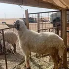 فحل نعيمي سنه تام شرط قريع وصحه
