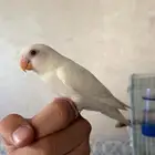 روز البينو معتمد على نفسه