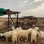طليان للبيع