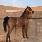 مهره واهو ضغط عالي