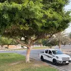 كداد النعيرية توصيل لجميع أنحاء المملكة