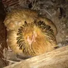 دجاج براهما حضان
