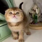 سكوتش فولد قولد انثى ذكر شيرازي بيكي فيس هملايا قطط للبيع قط