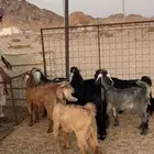 تيوس عوارض