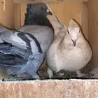 حمام سلفر زاجل