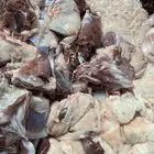 ذبايح مع السلخ والتوصيل والتوزيع حسب الطلب ثلاجه او صدقات