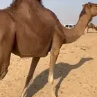 ناقه جنبه في 8 اشهر وبنتها عمرها سنه و8اشهر