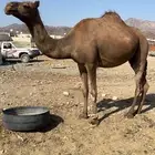 ناقه حايل