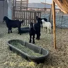 تيوس مخاصي جذعات