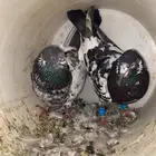 حمام باكستاني