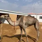 اعرض لكم قعود ثني او رباع للبيع طبعه شرط