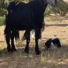 عنز والد