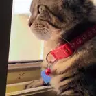 قط اميريكان شورت هير ذكر للتزاوج
