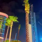 نخل زراعه ويوجد لدينا شبك شبوك مزارع سياج اسوار واشنطن نخيل