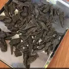 عود بأسعار مناسبه