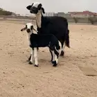نعجه كفو