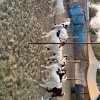 جفرات هولنديه و بعض منها على عارضي