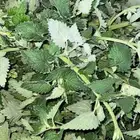 توجد عطريات شاهي عطره ودوش(بردقوش)وشيع