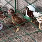 دجاج لوهمان