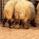 ذبايح للبيع ويوجد جميع الانواع ويوجد خدمة توصيل