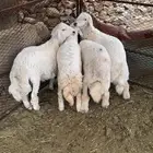 طليان(تم البيع)