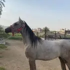 مهرة شعبية