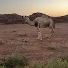 اللبييع القعود فحل
