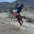 ماشاءالله تبارك الله نعرض لكم خيل شعبي معسوف الاسم لهب