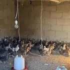 دجاج للبيع العمر تقريبا شهرين