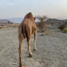 ناقه عشرا
