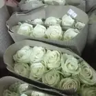 ورد بالجمله تواصل واتس