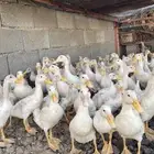 بط بكيني من شهرين الى ثلاثه اشهر