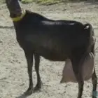 حليب اغنام ( ماعز) طازج يوميا من مزارعنا عضوي وجوده عاليه