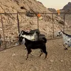 تيوس ثلاجه