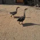 2 وز ذكر عراقي 3 وز هجين