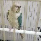 ذكر كنيور سينامون تركواز (( تم البيع ))