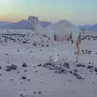 بعير اوضح تمامي